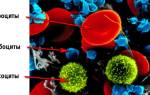 Продолжительность жизни эритроцитов лейкоцитов тромбоцитов