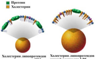 Липопротеиды низкой плотности повышены что это такое Своевременное лечение