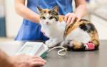 Портальная гипертензия у кошек лечение