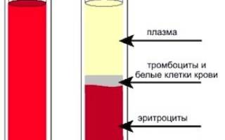 Плазма крови человека состав функции и возможные заболевания