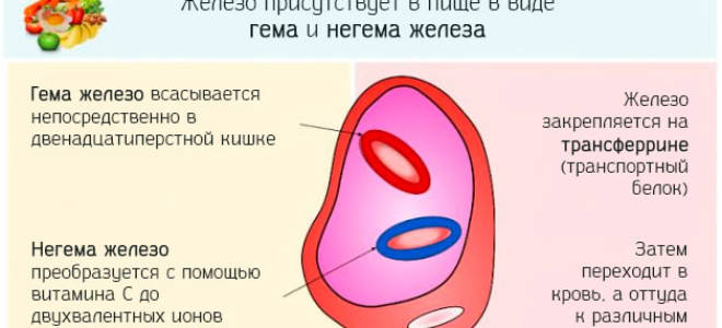 Избыток железа в организме: симптомы, причины, последствия