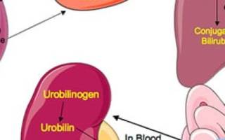 Из за чего может быть повышен билирубин в крови