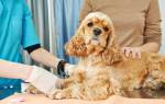 Вывих локтевого сустава у собаки – причины, диагностика, лечение
