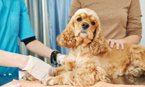 Вывих локтевого сустава у собаки – причины, диагностика, лечение