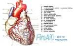 Ткани сердца человека