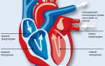 Как увеличить ударный объем сердца. Ударный объем крови (УОК)