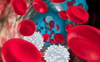 О чем свидетельствует пониженный уровень лейкоцитов в крови