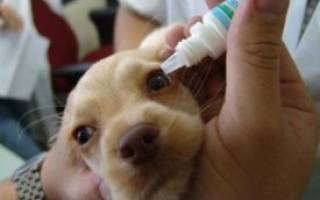 Болезни глаз у собак: с фотографиями, лечение, симптомы