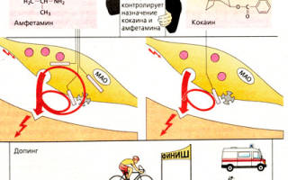 Адреномиметические средства — SportWiki энциклопедия