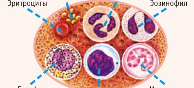 WBC лейкоциты диагностика и расшифровка анализа крови