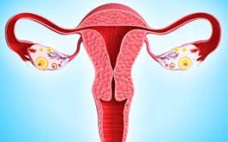 Гормоны яичников у женщин гестагены эстрогены андрогены