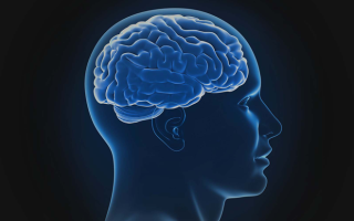 Эхоэнцефалография головного мозга — Понимаем УЗИ