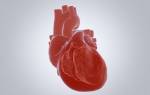 Сердце — строение и функции сердца