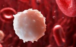 Почему повышены лейкоциты в крови — причины и лечение лейкоцитоза